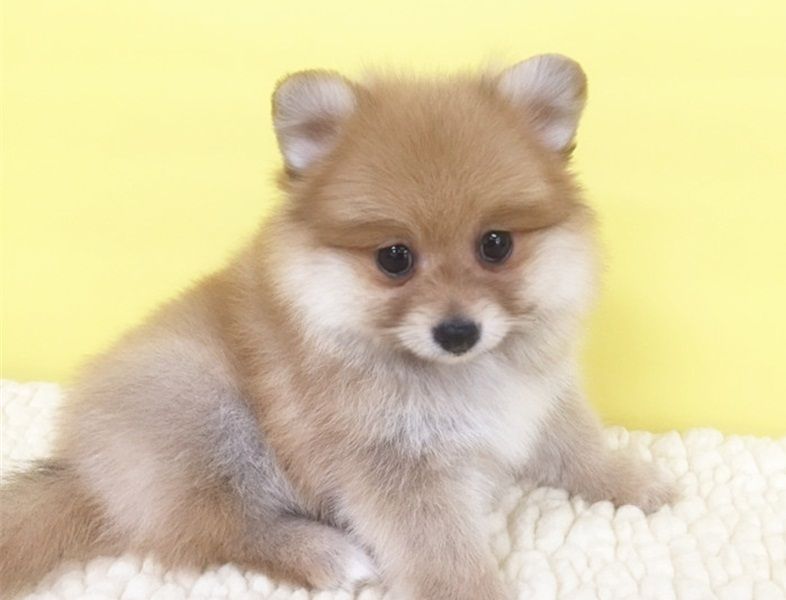 Regalo Cuccioli di volpino di pomerania Pomerania maschi e femmine, vaccinati sverminati e con micro