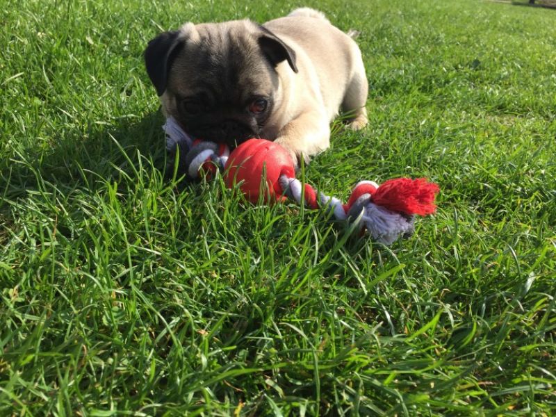 Regalo Cuccioli di Carlino Abbiamo disponibili