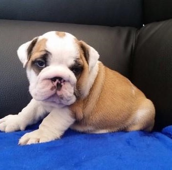 Cuccioli di bulldog inglese