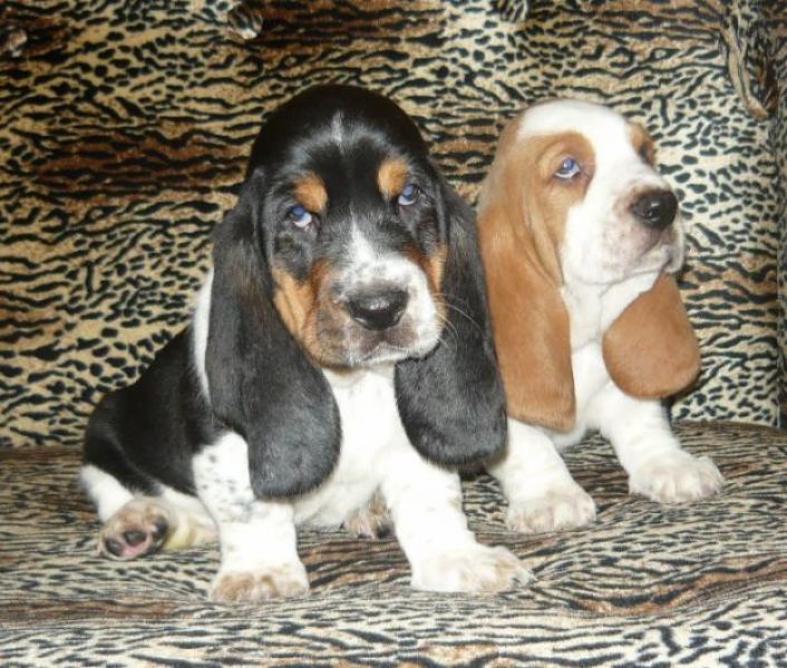 Regalo cuccioli  BASSET HOUND