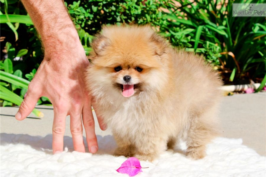  cuccioli di volpino pomeranian  per adozione ( maschio e femmina )