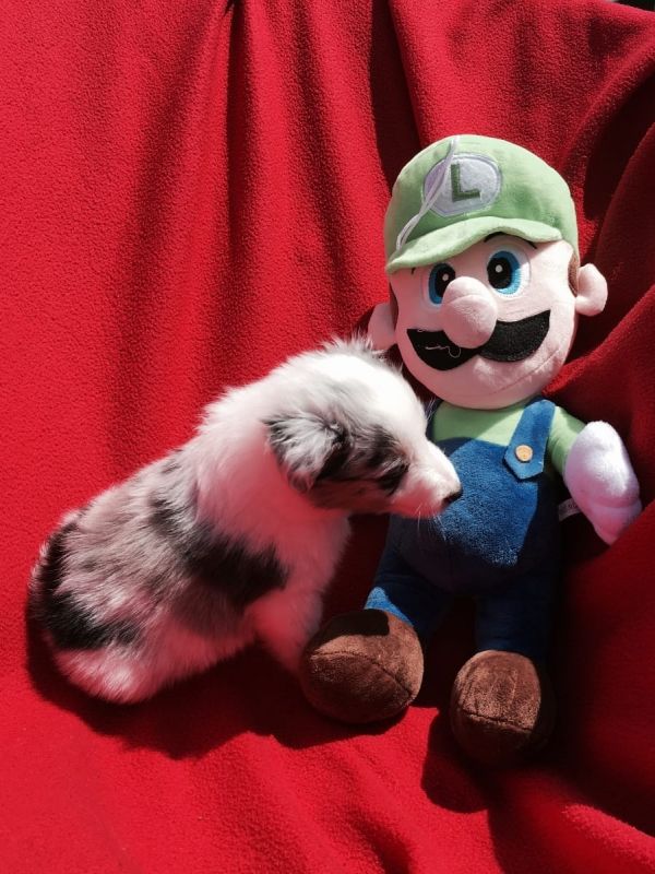  cuccioli di shetland per adozione ( maschio e femmina )