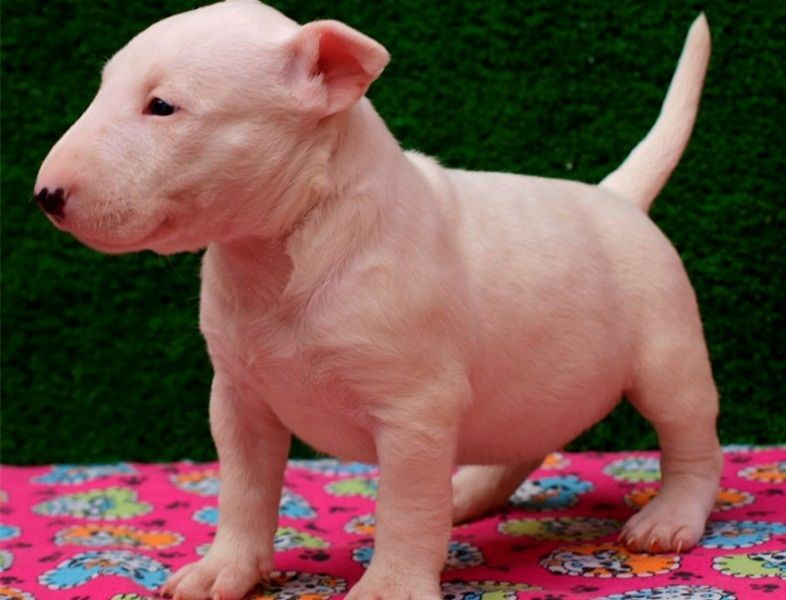 Regalo Cucciolo di Bull terrier in pronta consegna i cuccioli verranno Dato dopo 90 giorni dalla nas