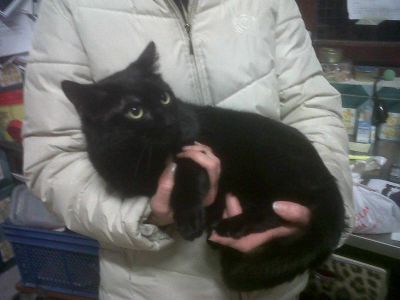 Black, micio da adottare (VA)