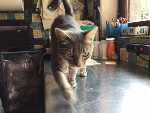 Ethan, giovane micio in cerca di casa