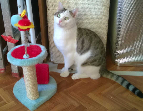Peppino... micio tutto pepe
