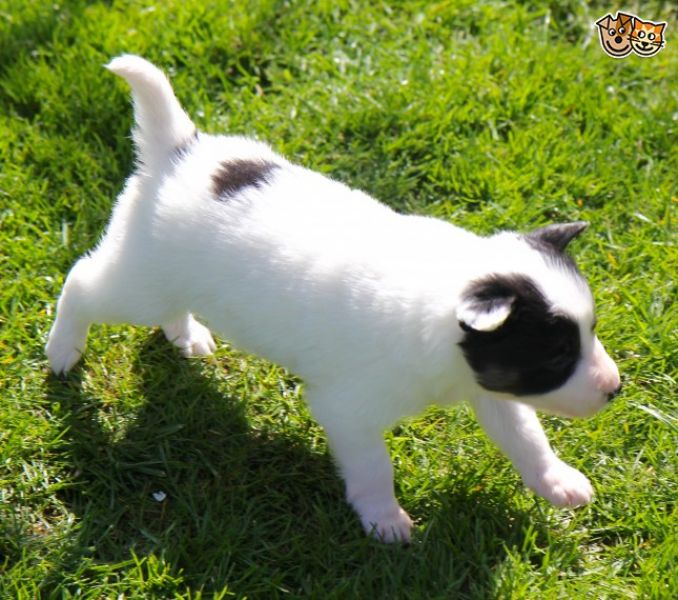 Adorabili cuccioli di border collie femminucce e maschietti disponibili