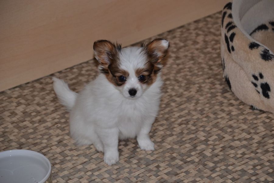 Molto bella e sani cuccioli di papillon per adozione maschi e femmine disponibili (gratis)