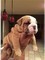 Cuccioli Pedigree Bulldog inglese