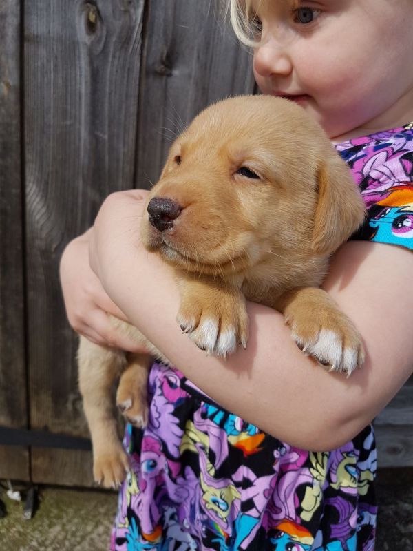 Regalo Labrador
