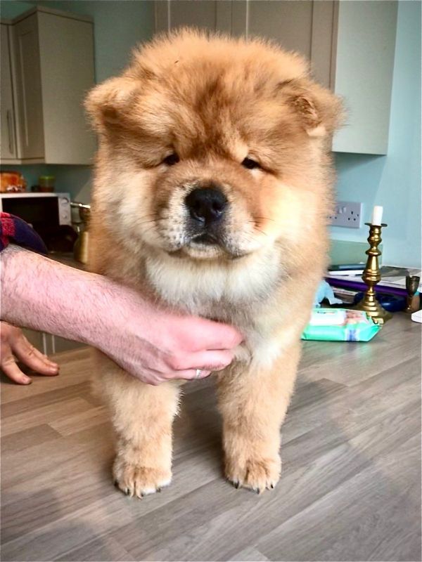 Regarlo Chow Chow cuccioli EMAIL (canine.boutique.pro@gmail.com)