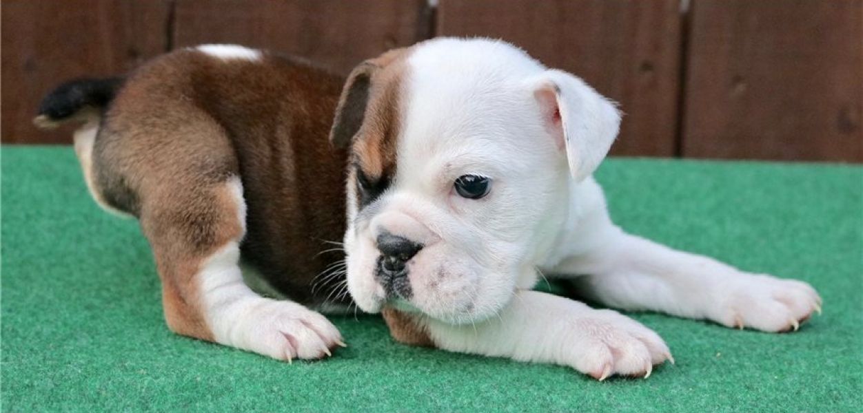 Regalo cuccioli di bulldog inglese