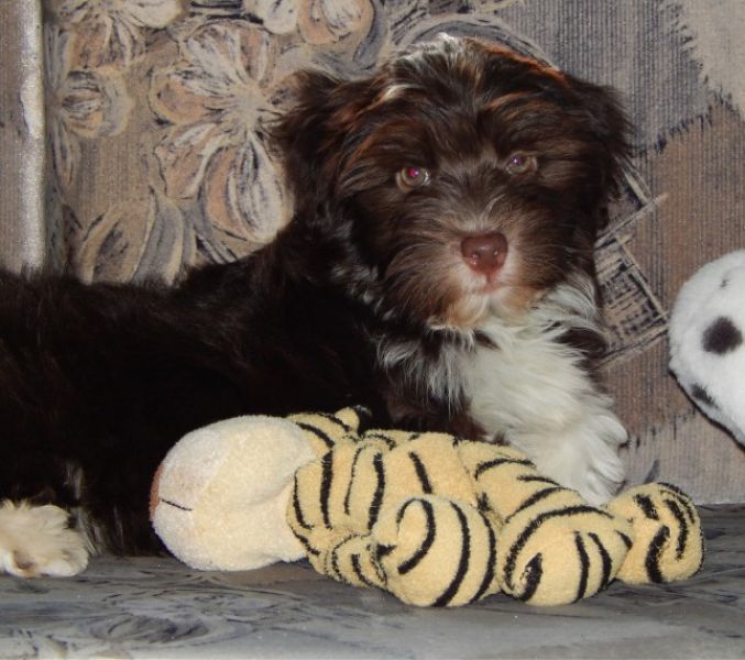 REGALO Dolci cuccioli Havanese per l'adozione