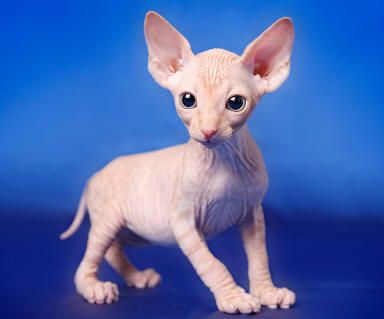  Canadian sphynx bellissimo
