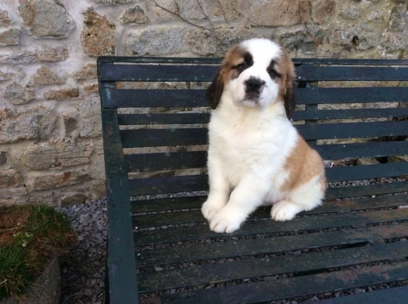 Regalo adorabili cuccioli san bernardo femminucce e maschietti disponibili