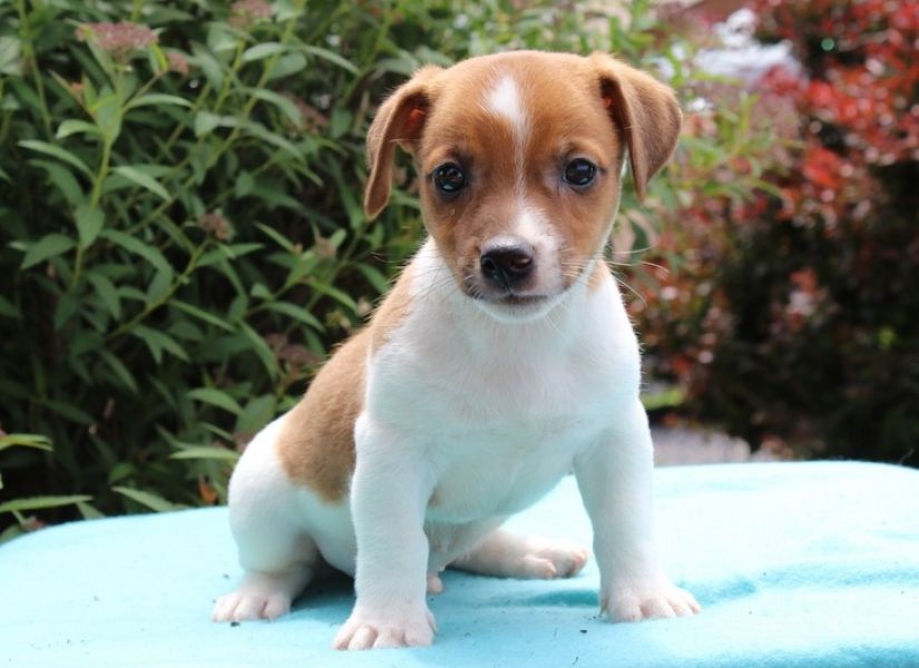 REGALO jack russell cuccioli