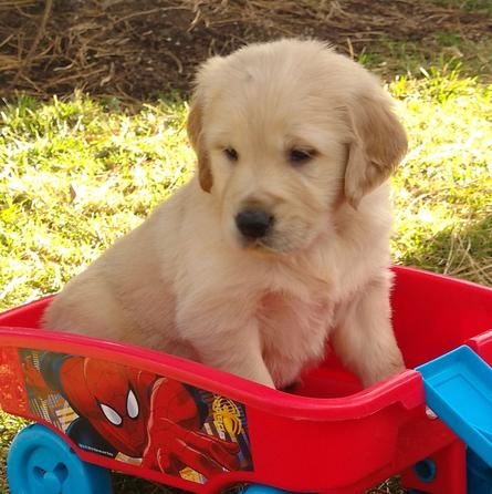 REGALO Golden retriver cuccioli