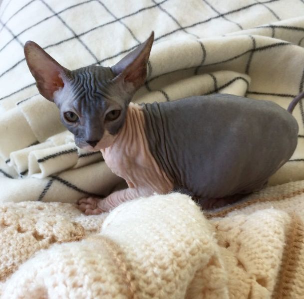 Gattini di Sphynx   per adozione ( maschio e femmina )