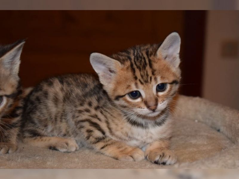 Molto bella e sani gattini Savannah  per adozione maschi e femmine disponibili (gratis)
