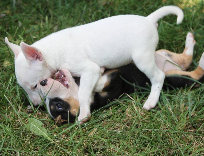 Regalo Cucciolo di Bull terrier in pronta consegna