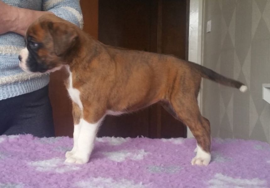 Regalo Cuccioli di Boxer