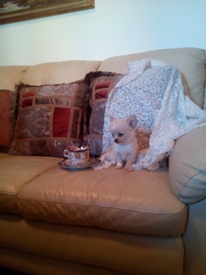 Chihuahua stupendi cuccioli