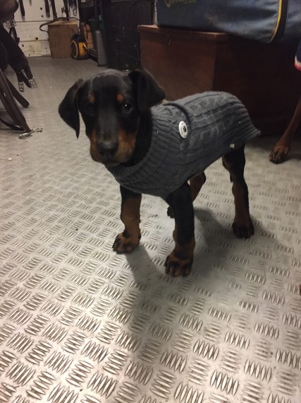 Regalo adorabili cuccioli Dobermann femminucce e maschietti disponibili