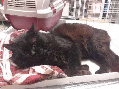 Diabolik, gatto mantello nero pelo semilungo