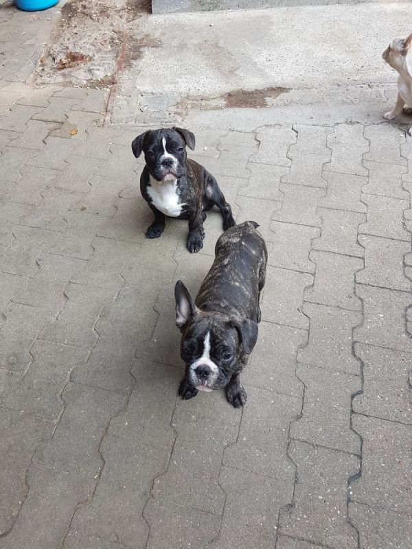 Adorabili cuccioli di Bulldog Francese femminucce e maschietti disponibili per l'adozione