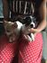  @@REGALO CHIHUAHUA DISPONIBILI SIA MASCHIETTI CHE FEMMINUCCE@@  Regalo chihuahua mini toy tutti mie