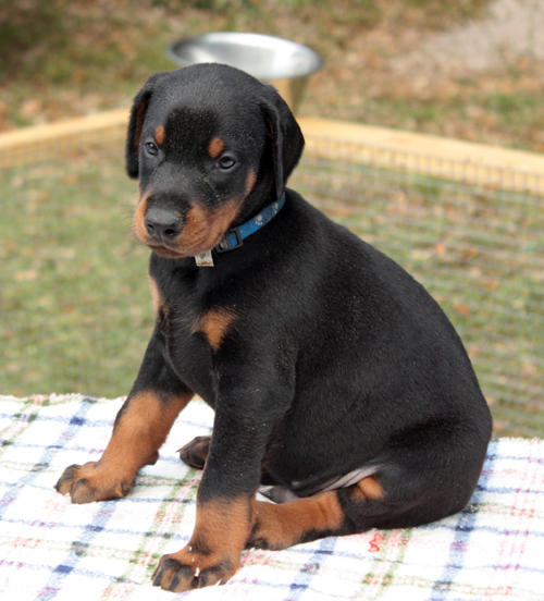  Regalo adorabili cuccioli Dobermann femminucce e maschietti