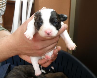 Pitbull Cuccioli Incrocio