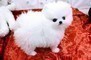 Cuccioli di Volpino di Pomerania !!!!