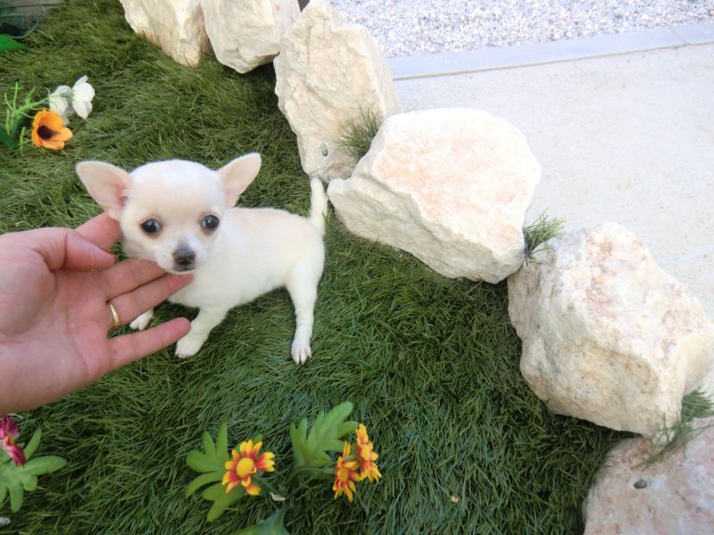Cuccioli dolce e bella chihuahua toy