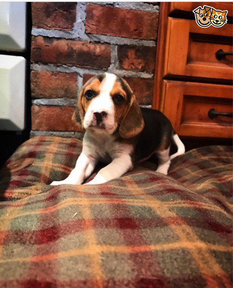 REGALO Beagle Cuccioli  Abbiamo due di questi cuccioli. un maschio e una femmina. sono molto sani e 