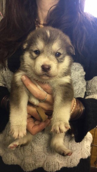 Regalo cuccioli di Siberian Husky