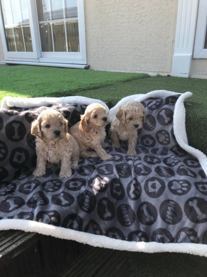 Regalo Coker Spaniel tutti miei nati in casa da genitori sempre di mia propriet� e tranquillamente v