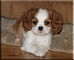 Disponibili cuccioli di cavalier king  disponibili cuccioli di cavalier king