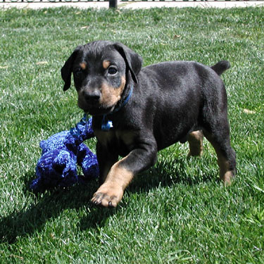 Molto bella e sani  cuccioli di doberman  per adozione maschi e femmine disponibili (gratis) 