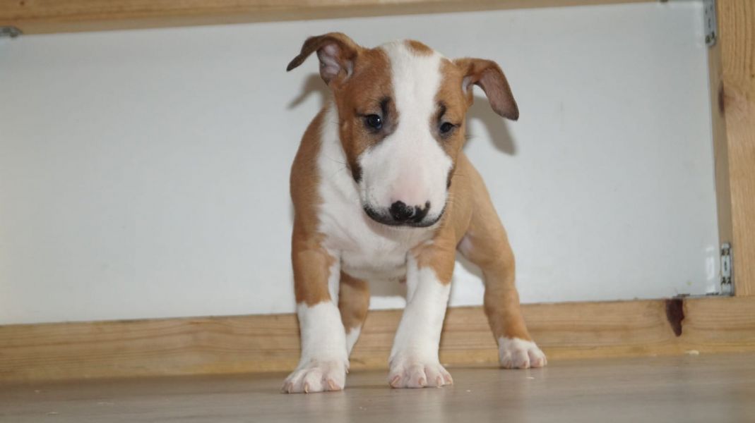 Cuccioli di miniature bull terrier  ( per regalo )