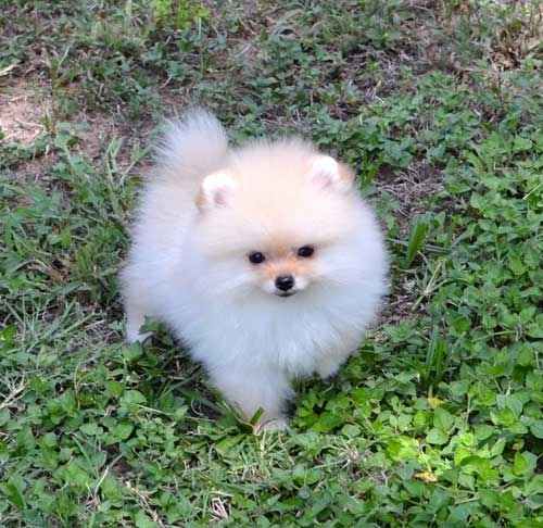 Bei cuccioli di Pomerania