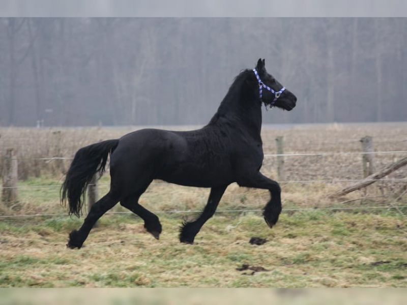 Bellissimo cavallo frisone
