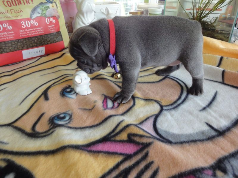 Due cuccioli di BOULEDOGUE FRANCESE