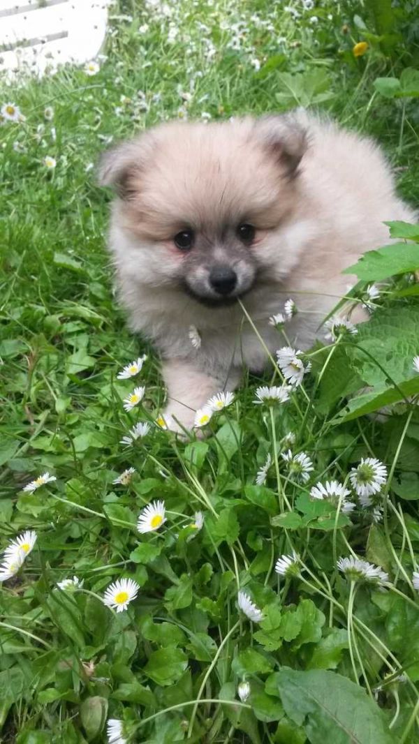  cuccioli di volpino pomeranian  ( per regalo )