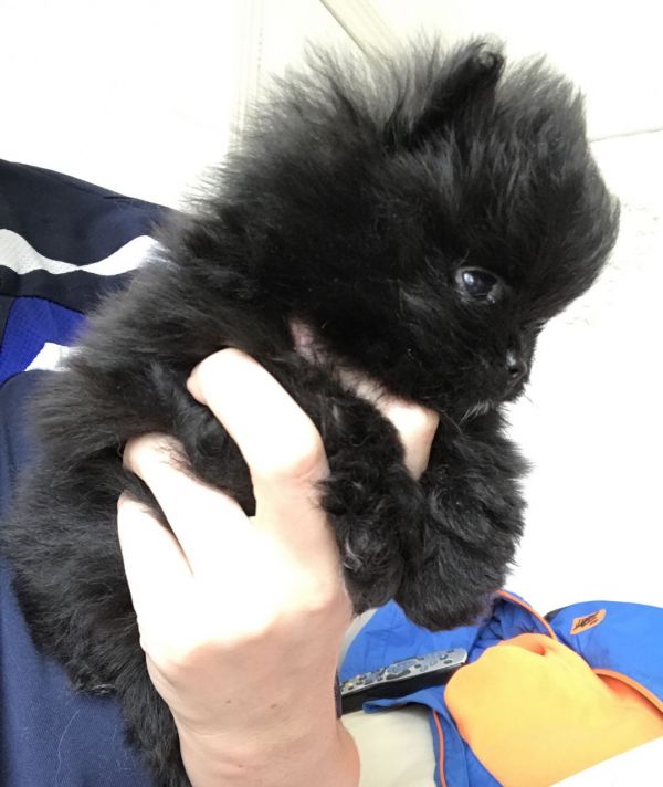 Regalo Volpini cuccioli di pomerania
