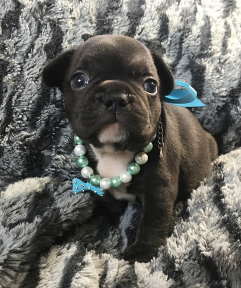 REGALO Cuccioli di Bulldog Francese