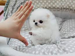  { Regalo Volpino di pomerania (spitz tedesco nano