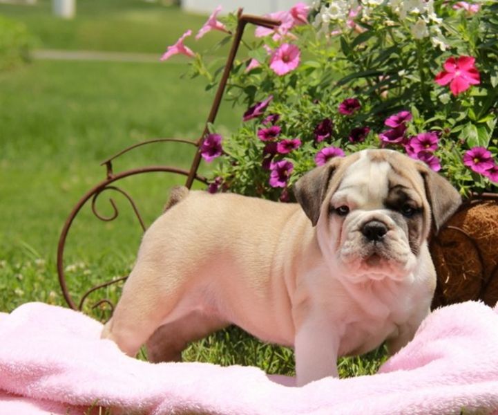 Molto bella e sani cuccioli di bulldog inglise  per adozione maschi e femmine   disponibili (gratis)