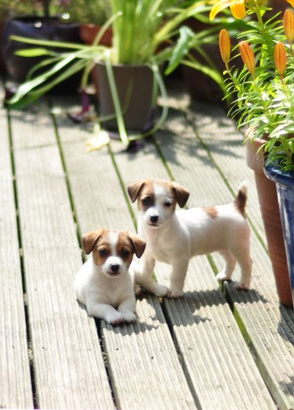 Cuccioli gratis Jack Russell Terrier per regalo