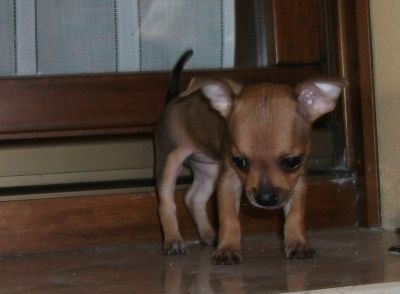 vendo due cuccioli di chihuahua pelo corto
